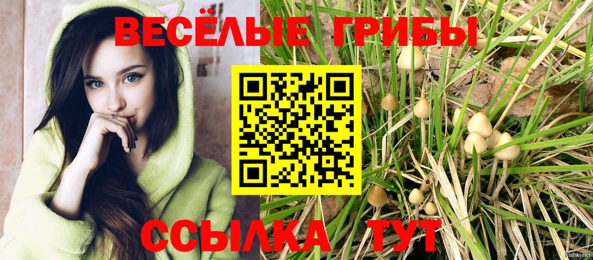 Галлюциногенные грибы Psilocybine cubensis Люберцы